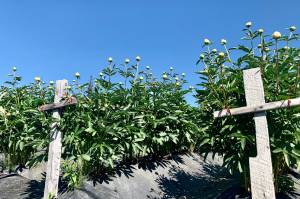 A field of peonies stand ready for harvest on June 30, 2019, at Michelle Hattens Stone Circle Peonies in Fritz Creek, Alaska. (Photo by Sydney Leto)