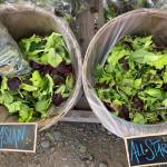 Twitter Creek Gardens offers a variety of fresh salad mixes at the June 29, 2019, Homer Farmers Market in Homer, Alaska. (Photo by Sydney Leto)