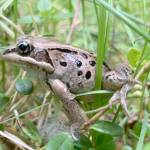 What costs wood frogs an arm and a leg?