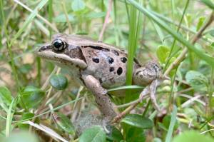 What costs wood frogs an arm and a leg?