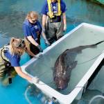A Pacific sleeper shark is being held at the Alaska SeaLife Center while a research team studies the bottom-dwelling fish, in Seward, Alaska, Monday, July 8, 2019. (Photo courtesy of the Alaska SeaLife Center, Seward, Alaska)