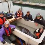 Scientists captured a Pacific sleeper shark to conduct studies and research on the bottom-dwelling fish on Monday, July 8, 2019, in Seward, Alaska. (Photo courtesy of the Alaska SeaLife Center, Seward, Alaska)