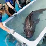 A Pacific sleeper shark is being held at the Alaska SeaLife Center while a research team studies the bottom-dwelling fish, in Seward , Monday. (Photo courtesy of the Alaska SeaLife Center, Seward, Alaska)
