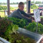 Kale Morse places produce at the pick up center for Ridgeway Farms community supported agriculture programs, which helps distribute locally grown produce to local residents, Wednesday, July 17, 2019, near Soldotna, Alaska. (Photo by Victoria Petersen/Peninsula Clarion)