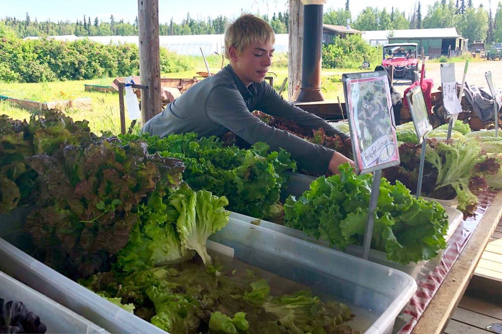 Kale Morse places produce at the pick up center for Ridgeway Farms community supported agriculture programs, which helps distribute locally grown produce to local residents, Wednesday, July 17, 2019, near Soldotna, Alaska. (Photo by Victoria Petersen/Peninsula Clarion)