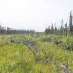 A repaired dozer line from the Card Street fire showing 100% ground cover just four years after repair. (Photo by Todd Eskelin/USFWS)