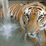 India’s tiger population rises to nearly 3,000 animals