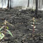 As portions of the Swan Lake Fire continue to smolder in the Kenai National Wildlife Refuge, new forest growth has already started sprouting near Watson Lake as seen here on July 24, 2019. (Courtesy Eastern Area Incident Management Team)