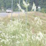 Refuge notebook: Rethinking nonnative species in a human-driven world