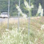 Refuge notebook: Rethinking nonnative species in a human-driven world