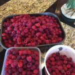 Kachemak Cuisine: Unusual hot days call for cool treat like Raspberry Swamp Pie