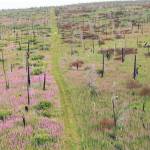 Predicting a warming and drying climate in the Caribou Hills is easier than predicting its ecological trajectory. (Photo provided by Kenai National Wildlife Refuge)