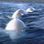 In this September 2017 file photo from the Alaska Department of Fish and Game, beluga whales arch their backs through the surface of the water. Of Alaskas five distinct beluga whale populations, only Cook Inlets is listed as endangered. (Courtesy the Alaska Department of Fish and Game)