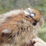 Coming into the Country: Ticks