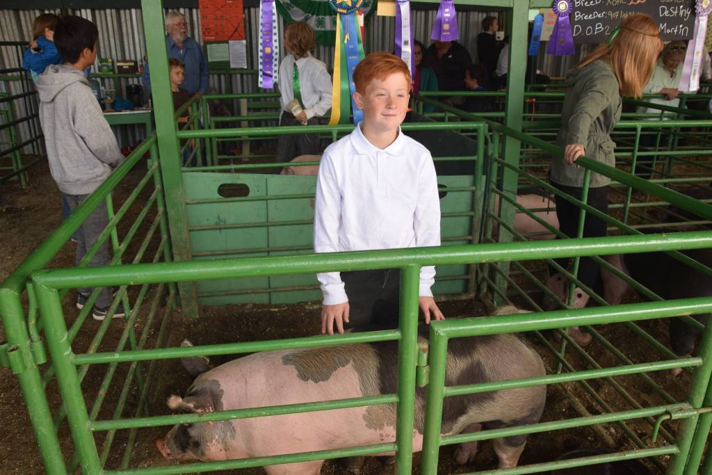 Alekzander Angleton takes a photo with his grand champion pig, Chaos, at the Kenai Peninsula Fair on Saturday, Aug. 17, 2019 at the fairgrounds in Ninilchik, Alaska. (Photo by Brian Mazurek/Peninsula Clarion)