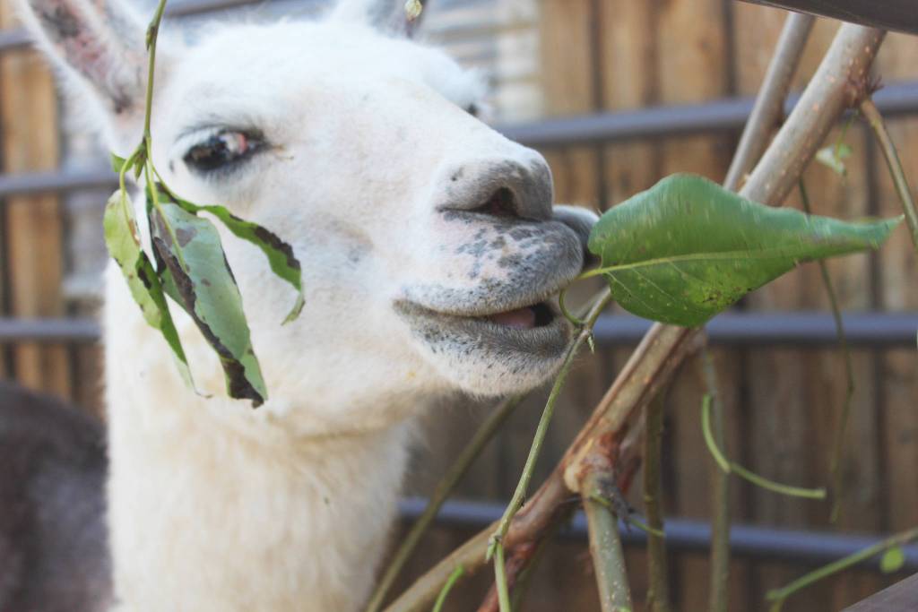 A llama snacks on some greens in its pen Friday, Aug. 16, 2019 at the Kenai Peninsula Fair in Ninilchik, Alaska. (Photo by Megan Pacer/Homer News)