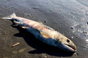 This July 2019 photo provided by Peter Westley shows a carcass of chum salmon lying along the shore of the Koyukuk River near Huslia, Alaska. Alaska scientists and fisheries managers are investigating the deaths of salmon that may be tied to the states unusually hot, dry summer. July was the hottest month ever recorded in Alaska. (Peter Westley, University of Alaska Fairbanks via AP)