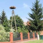 Refuge notebook: Storks in Poland are example of cultural wildlife conservation