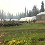 Photo by Victoria Petersen/Peninsula Clarion                                 Dozens of plants are grown at Jackson Gardens and Nursery near Soldotna, Monday, Aug. 26.