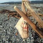 A single-use plastic bag hangs on a driftwood branch at Mariner Park on the Homer Spit on Oct. 5,2018, in Homer, Alaska. It appeared someone had reused the bag to collect dog poop but then left the bag on the beach. (Photo by Michael Armstrong/Homer News)