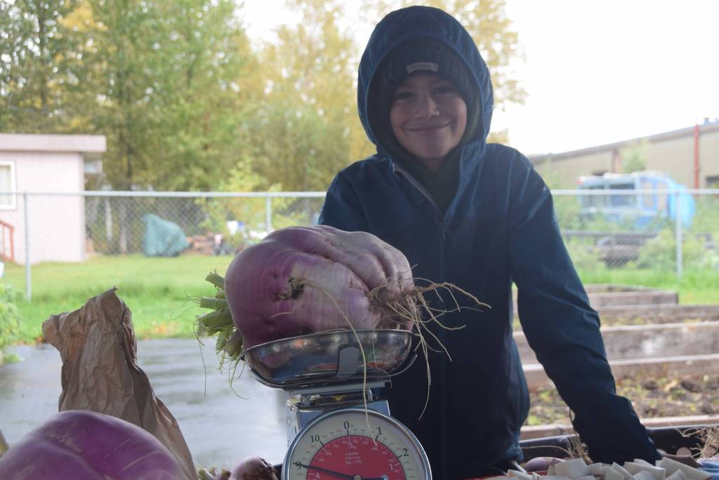 Fifth grader Ollie Fischer shows off a 9-pound turnip at the Montessori Farmers Market at the Soldotna Montessori School on Sept. 13, 2019. (Photo by Brian Mazurek/Peninsula Clarion)