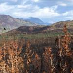 Damage from the Swan Lake Fire can be seen from Skilak Lake Road on Tuesday, in the Kenai National Wildlife Refuge. (Photo by Jeff Helminiak/Peninsula Clarion)