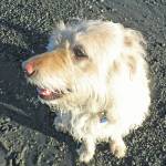 Michael Armstrongs dog, Leia, waits patiently to go for a walk on the Homer Spit beach on Jan. 25, 2014, in Homer, Alaska. (Photo by Michael Armstrong/Homer News)
