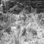 Photo by Clark Fair
Drew at King Country Creek cabin remains are pictured in 1999. All that remains of the last King County Creek cabin, just inland from Skilak Lake, are these well-weathered logs, which are difficult to find in the tall grass at that location. ()
