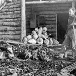 U.S. Forest Service photo
Herman Stelter, one of the few members of the Kings County Mining Company to remain in or return to Alaska, poses here with a big crop of vegetables by his home near the Kenai River canyon circa 1910s.