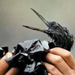 In this April 1989, file photo, an oil covered bird is examined on an island in Prince William Sound, Alaska, after the Exxon Valdez spill. Thirty years after the supertanker Exxon Valdez hit a reef and spilled about 11 million gallons of oil in Prince William Sound, the state of Alaska is looking whether to change its requirements for oil spill prevention and response plans, a move that one conservationist says could lead to a watering down of environmental regulations. (AP Photo/Jack Smith, File)