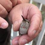 An adult female Annas hummingbird, fitted with a new band, is set for release. Females will also get some gorget feathers, but not as prominent as males. (Photo provided by Breanna Bloom)