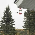 An Annas hummingbird nicknamed Sugar Petal visits a feeder in Kenai on a blustery day in September. (Photo provided by Breanna Bloom)