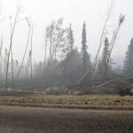 Brian Mazurek / Peninsula Clarion                                Trees burned by the Swan Lake Fire and knocked down by gusts of wind can be seen here along the Sterling Highway on Aug. 30.