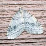 A winter moth resting on the siding of the Kenai National Wildlife Refugeճ headquarters building in Soldotna on Monday, Oct. 21, 2019. (Photo by Matt Bowser/Kenai National Wildlife Refuge)