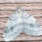 Refuge notebook: Winter moth time