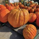 Pumpkins and gourds can be seen all over Wisconsin at roadside stands, as seen here in this photo taken on Oct. 14, 2019. (Photo by Teri Robl)