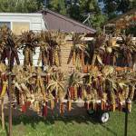 Dried corn also can be seen with pumpkins all over Wisconsin at roadside stands, as seen here in this photo taken on Oct. 14, 2019. (Photo by Teri Robl)