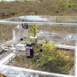 Graduate student Sue Ives used this portable acrylic chamber with an infrared gas analyzer to measure carbon flow in a peatland on the Kenai National Wildlife Refuge. (Photo provided by the refuge)