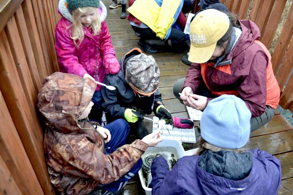 Students from Connections Homeschool look for bugs in a sample from Soldotna Creek as part of the Kenai Watershed Forums Adopt-A-Stream program, on Thursday, Nov. 7, 2019, in Soldotna, Alaska. (Photo by Victoria Petersen/Peninsula Clarion)