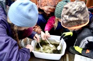 Students from Connections Homeschool look for bugs to classify and identify in a sample from Soldotna Creek, as part of the Kenai Watershed Forums Adopt-A-Stream program, on Thursday, Nov. 7, 2019, in Soldotna, Alaska. (Photo by Victoria Petersen/Peninsula Clarion)