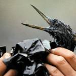 In this April 1989, file photo, an oil covered bird is examined on an island in Prince William Sound, Alaska, after the Exxon Valdez spill. Thirty years after the supertanker Exxon Valdez hit a reef and spilled about 11 million gallons of oil in Prince William Sound, the state of Alaska is looking whether to change its requirements for oil spill prevention and response plans, a move that one conservationist says could lead to a watering down of environmental regulations. (AP Photo/Jack Smith, File)