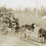 An Alaska Shop postcard, circa 1930, shows Stephan Steve Melchior traveling in Seward on a wooden cart pulled by his dog team. (Photo courtesy of the Jim Taylor collection)