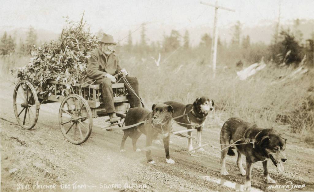 An Alaska Shop postcard, circa 1930, shows Stephan Steve Melchior traveling in Seward on a wooden cart pulled by his dog team. (Photo courtesy of the Jim Taylor collection)