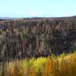 Areas burned by the Swan Lake Fire can be seen from Vista Trail at Upper Skilak Campground on Oct. 6, 2019. (Photo by Jeff Helminiak/Peninsula Clarion)
