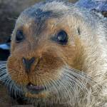 This Sept. 5, 2006, file photo, provided by the National Oceanic and Atmospheric Administration shows a bearded seal in Kotzebue, Alaska. A federal agency will decide by September how much ocean and coast will be designated as critical habitat for two ice seal species found in Alaska. The Center for Biological Diversity announced Monday, Nov. 25, 2019, it had reached an agreement with the Commerce Department for the Trump administration to issue a critical habitat rule for ringed and bearded seals. The Center for Biological Diversity sued in June because no critical habitat had been designated. (Michael Cameron/NOAA Fisheries Service via AP, file)