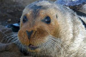 This Sept. 5, 2006, file photo, provided by the National Oceanic and Atmospheric Administration shows a bearded seal in Kotzebue, Alaska. A federal agency will decide by September how much ocean and coast will be designated as critical habitat for two ice seal species found in Alaska. The Center for Biological Diversity announced Monday, Nov. 25, 2019, it had reached an agreement with the Commerce Department for the Trump administration to issue a critical habitat rule for ringed and bearded seals. The Center for Biological Diversity sued in June because no critical habitat had been designated. (Michael Cameron/NOAA Fisheries Service via AP, file)