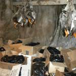 This June 26, 2013, photo provided by the Alaska Native Tribal Health Consortium shows inside of an ice cellar in Nuiqsut, Alaska. Naturally cooled underground ice cellars, used in Alaska Native communities for generations, are becoming increasingly unreliable as a warming climate and other factors touch multiple facets of life in the far north. (Mike Brubaker/Alaska Native Tribal Health Consortium via AP)