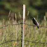 This adult male Bobolink was singing and displaying in a distant field near Homer, Alaska. With the aid of a 500mm lens, astute birders documented the first occurrence of this species on the Kenai Peninsula. (Photo by Sarah Dzielski)