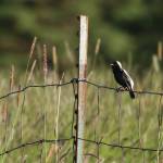 This adult male Bobolink was singing and displaying in a distant field near Homer, Alaska. With the aid of a 500mm lens, astute birders documented the first occurrence of this species on the Kenai Peninsula. (Photo by Sarah Dzielski)