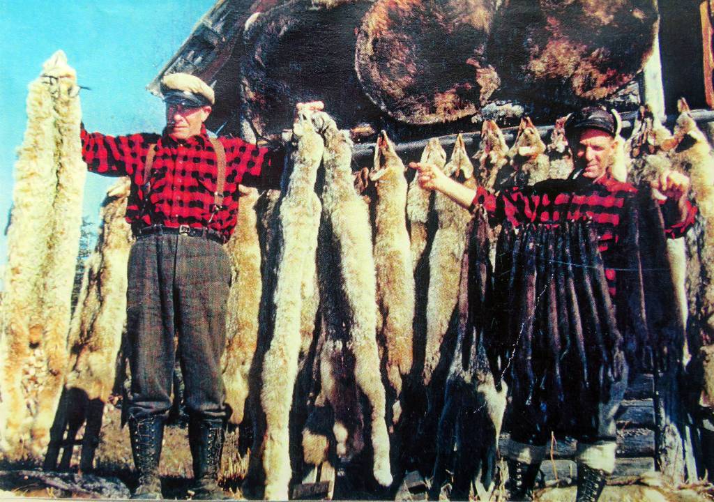 Big Jim (left) and Little Jim show off some of the furs from a recent winters trapping season, circa late 1950s. (Photo courtesy of Mona Painter)